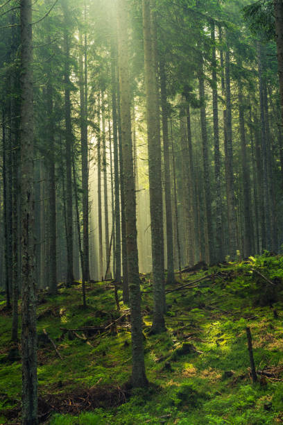 istock Sun rays cut trough trees in woodland 970161790