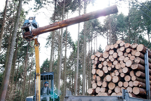 Japan Forest, where men work felling trees. Work safely wearing a helmet. Riding in the big heavy machinery. They load a large timber on the bed of a truck