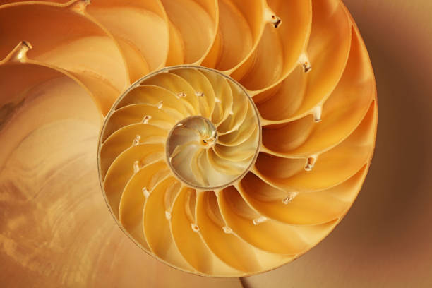 nautilus shell Inside of Nautilus Shell Showing Spiral animal shell stock pictures, royalty-free photos & images