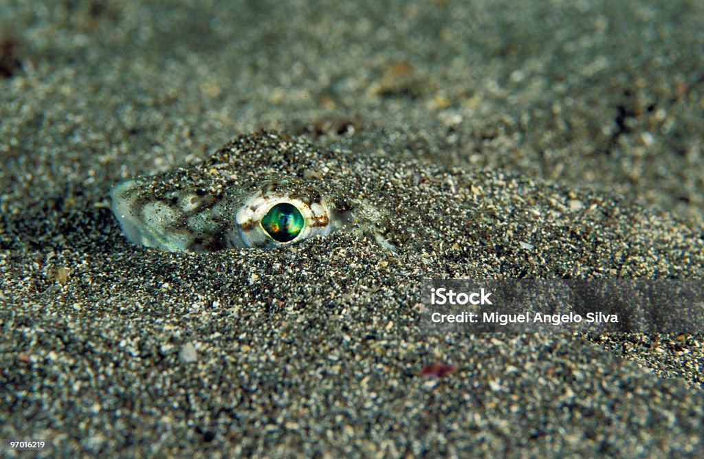 Olhos de areia - Royalty-free Botete negro Foto de stock