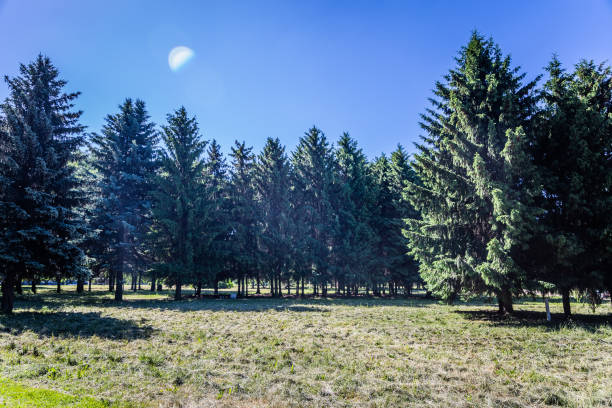 Sunny day in summer park