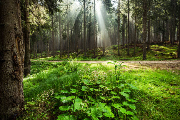 Autumn forest