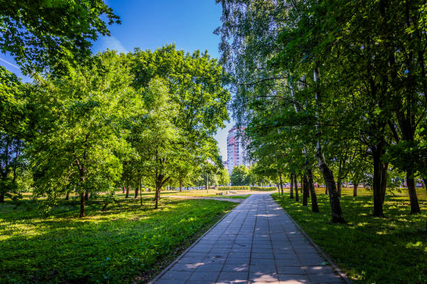 Sunny day in summer park