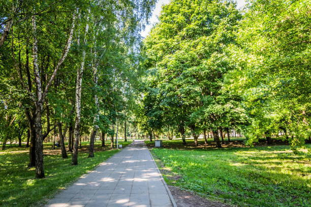 istock Sunny day in summer park 970162970