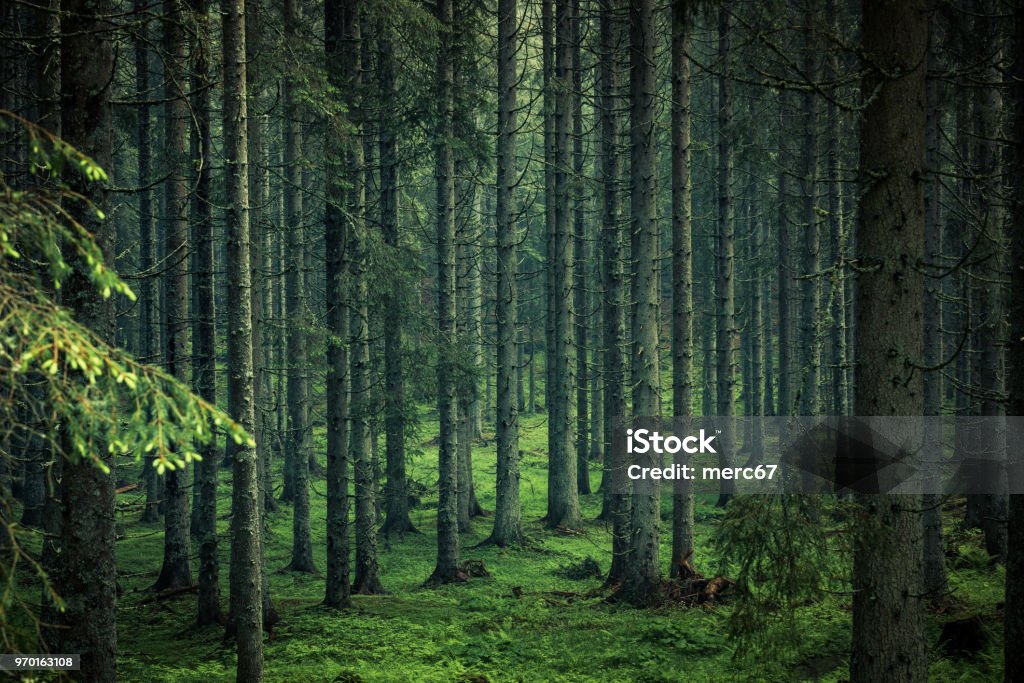 Humeurig foto van magisch bos in Slovenië - Royalty-free Woud Stockfoto
