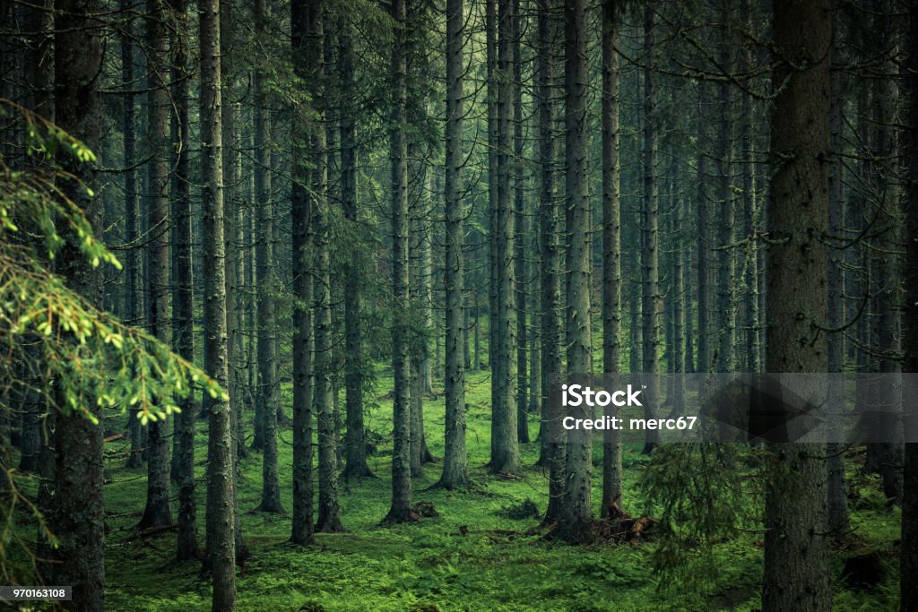 Moody image of magical forest in Slovenia Moody image of magical forest in Slovenia. Forest Stock Photo