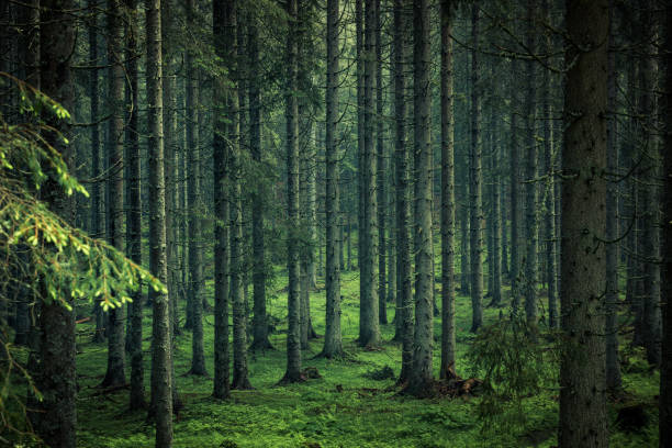 Moody image of magical forest in Slovenia Moody image of magical forest in Slovenia. wilderness stock pictures, royalty-free photos & images