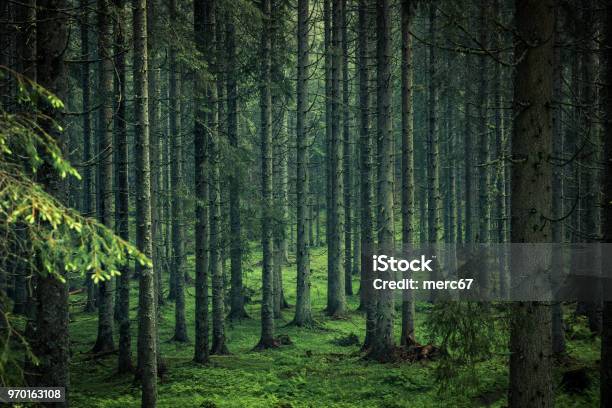 Moody Image Of Magical Forest In Slovenia Stock Photo - Download Image Now - Forest, Woodland, Environmental Conservation