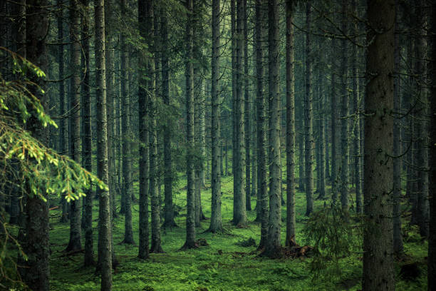 moody image of magical forest in slovenia - forest tree nature wilderness area imagens e fotografias de stock