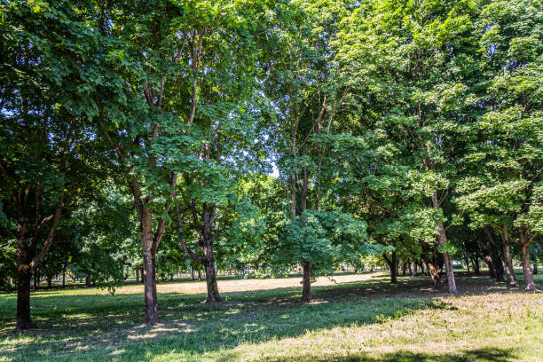 istock Sunny day in summer park 970163220
