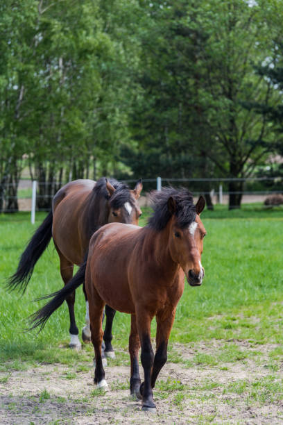 istock Two chestnut horses on pasture 970166078
