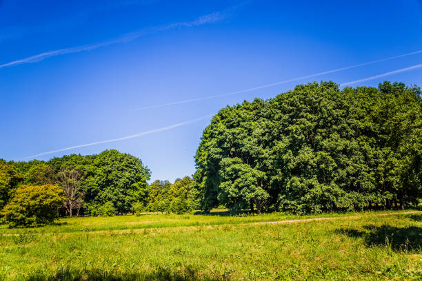 istock Sunny day in summer park 970167788
