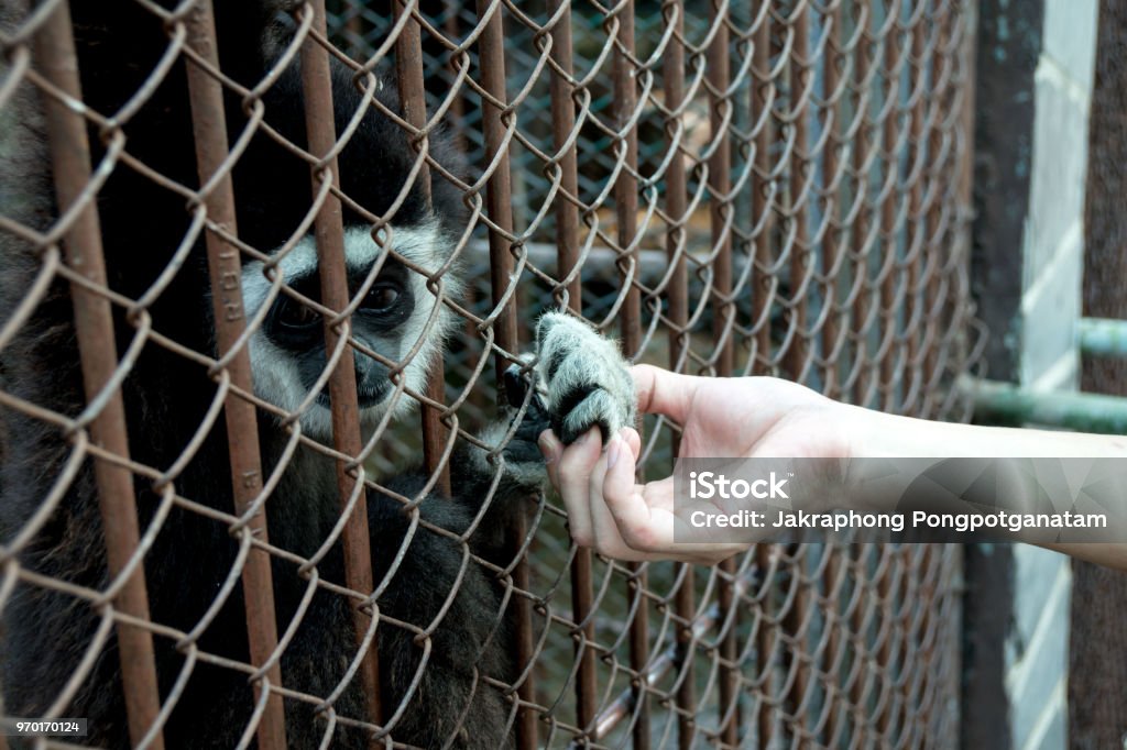A Hand Of Sad Animals Locked In A Zoo Stock Photo - Download Image Now -  Animal, Animal Body Part, Animal Eye - iStock