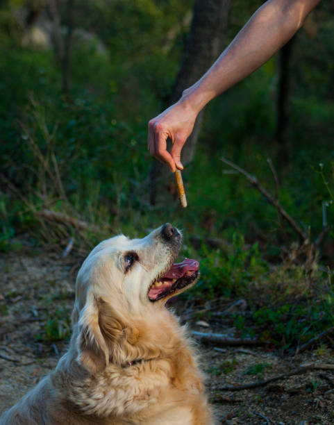 istock Golden Retriever 970171802