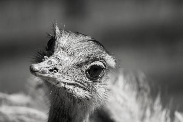 istock Black and white, art animal ostrich 970171940