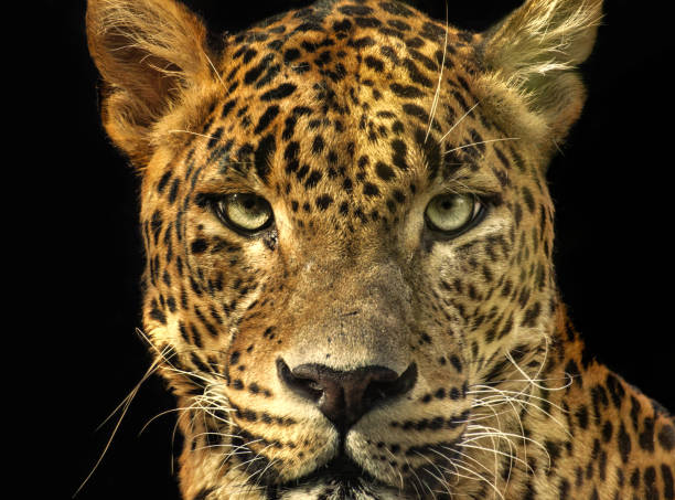 istock Portrait leopard with extreme close-up. 970172464