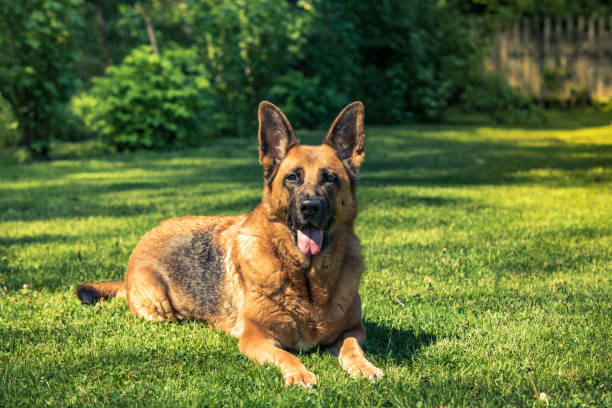 cane da pastore tedesco sdraiato sull'erba - nature dog alertness animal foto e immagini stock