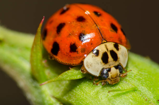 istock Wonderful and colorful macro world 970175454