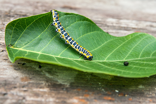 Beautiful Black And Yellow Caterpillar Creeps On Big Green Leaf Stock Photo  - Download Image Now - iStock