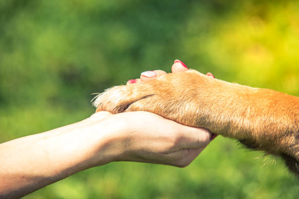 107,614 Helping Animals Stock Photos, Pictures & Royalty-Free Images -  iStock | People helping animals, Kids helping animals