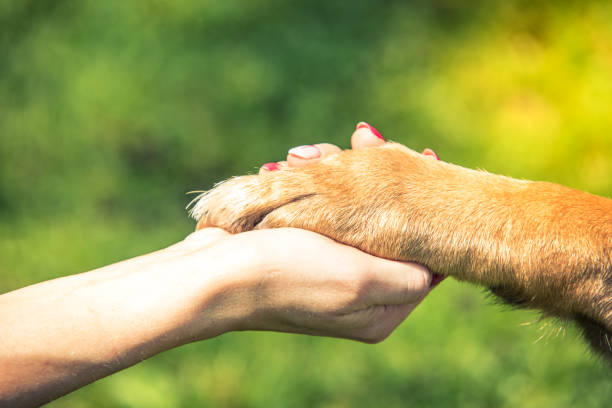 107,614 Helping Animals Stock Photos, Pictures & Royalty-Free Images - iStock | People helping animals, Kids helping animals 107,614 Helping Animals Stock Photos, Pictures & Royalty-Free Images - iStock | People helping animals, Kids helping animals