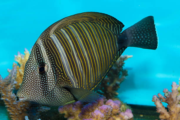 Sailfin Tang Fish in Aquarium  zebrasoma desjardini stock pictures, royalty-free photos & images