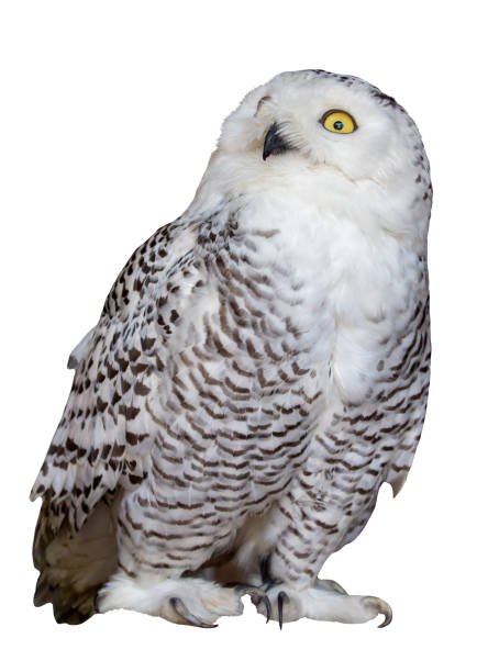 istock isolated white and black polar owl 970181526
