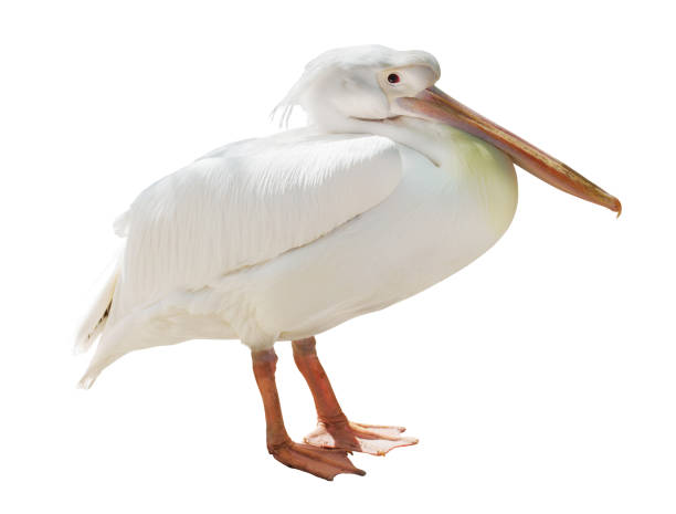 istock small standing pelican isolated on white 970181534