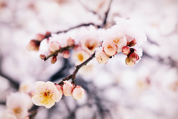 Japanese plum buds under the last February snow stock photo