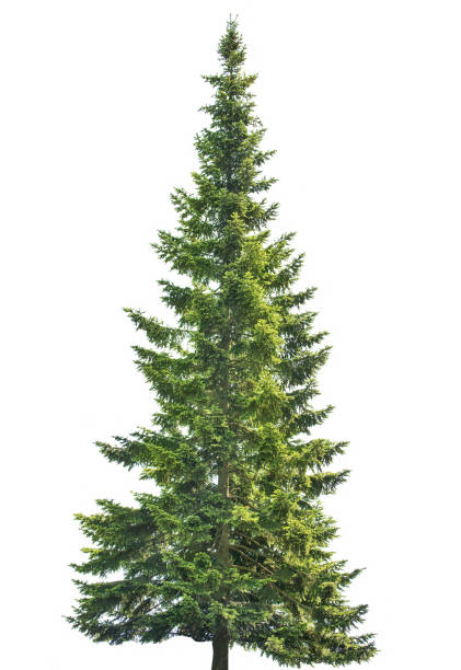istock dark green straight fir on white 970185792