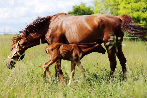 istock Filly suckling horse milk on summer meadow 970192454