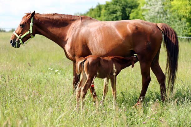 istock Filly suckling horse milk on summer meadow 970192456
