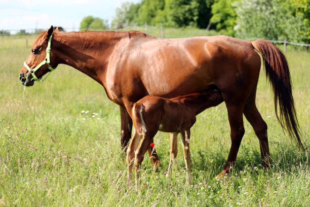 istock Filly suckling horse milk on summer meadow 970192458
