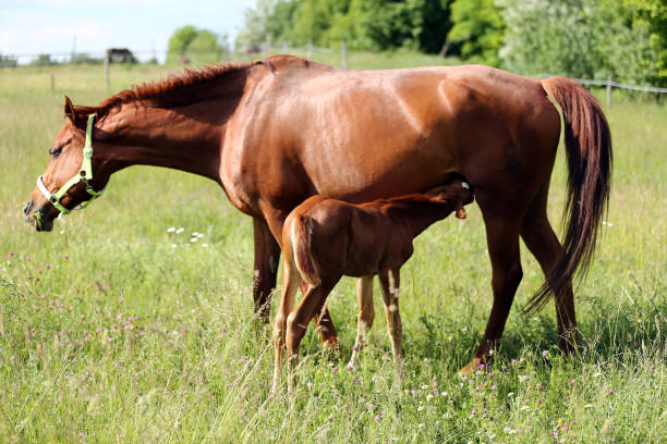 istock Filly suckling horse milk on summer meadow 970192466