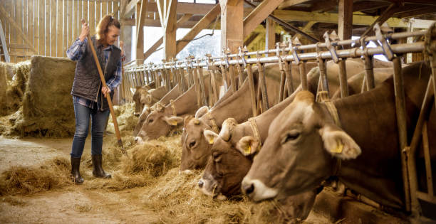 istock Woman feeding dry grass to cows 970192992