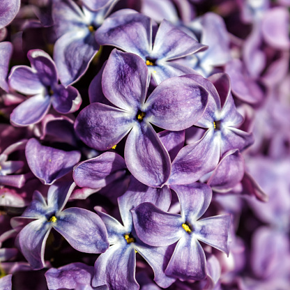 Violet lilac flowers as a background. Close-up.