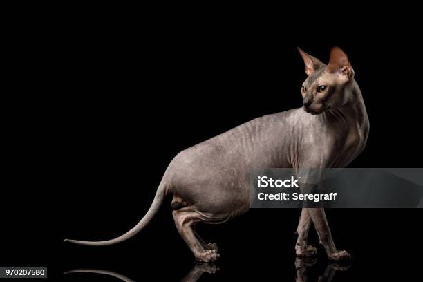 Sphynx Cat On Isolated Black Background Stock Photo - Download Image Now - Domestic Cat, Sphynx Hairless Cat, Anger