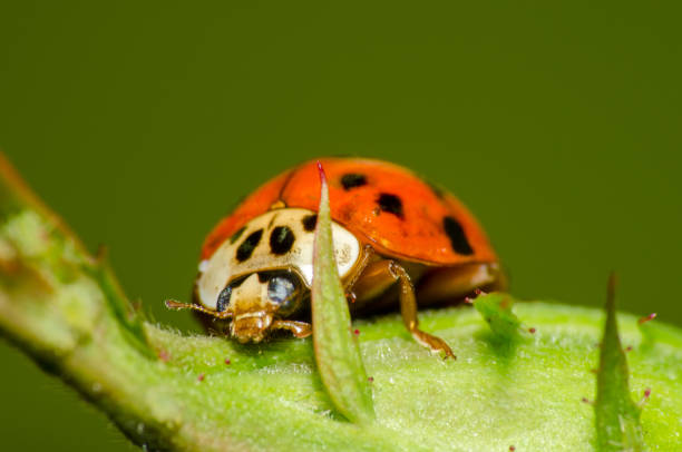istock Wonderful and colorful macro world 970208124