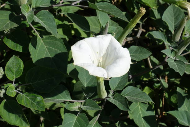 Ten toothed white flower of datura innoxia Ten toothed white flower of datura innoxia datura meteloides stock pictures, royalty-free photos & images