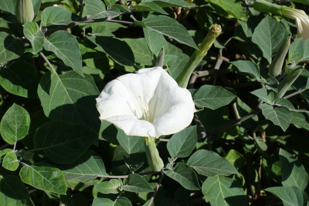 biały kwiat w kształcie trąbki z datura innoksja - metel zdjęcia i obrazy z banku zdjęć