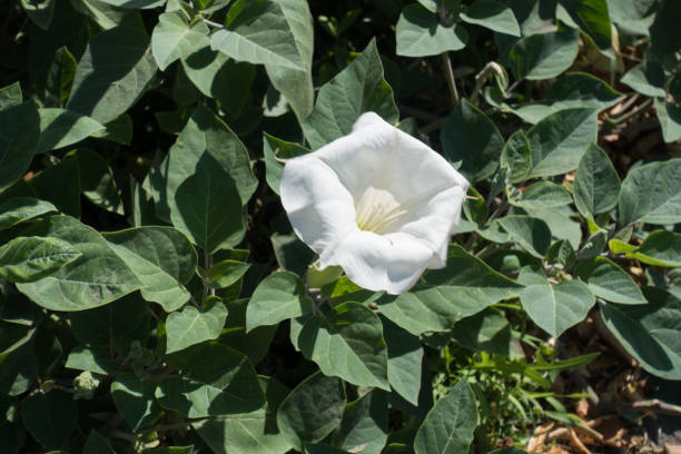 One white flower of devils trumpet bush One white flower of devils trumpet bush datura meteloides stock pictures, royalty-free photos & images