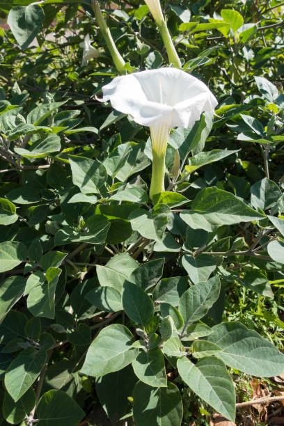 Erect trumpet shaped white flower of datura Erect trumpet shaped white flower of datura datura meteloides stock pictures, royalty-free photos & images
