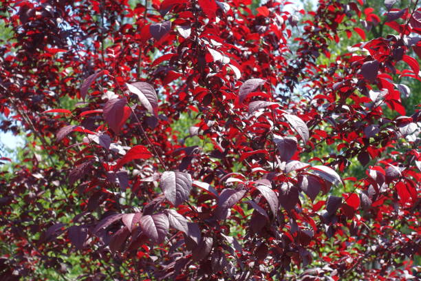 Purple leafage of prunus pissardii in spring Purple leafage of prunus pissardii in spring plum tree stock pictures, royalty-free photos & images