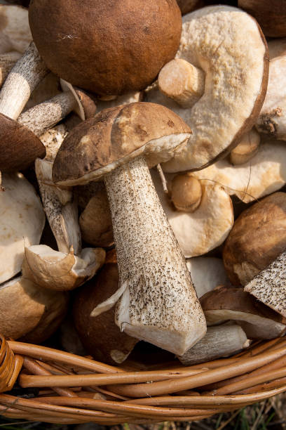 istock brown cap boletus in the wicker basket on natural background. 970213340