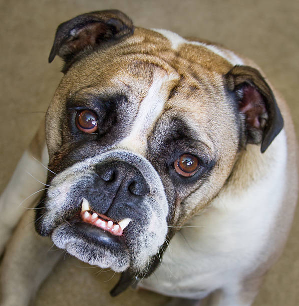 istock English Bulldog 97021739