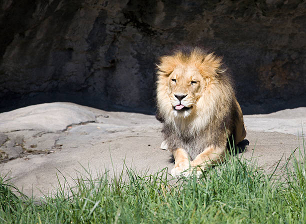 Male African lion chewing on a piece of bone
