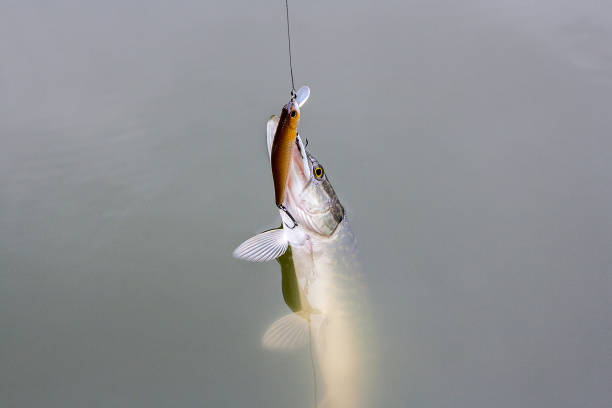istock Just caught freshwater fish Northern pike in pound water. 970218646