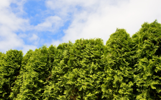 Hedge of Arborvitae trees, patch of blue sky of above