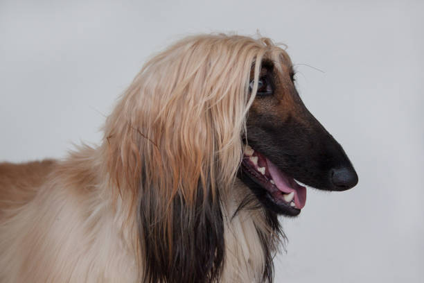 istock Cute afghan hound close up. Isolated on gray background. Eastern greyhound or persian greyhound. 970223838
