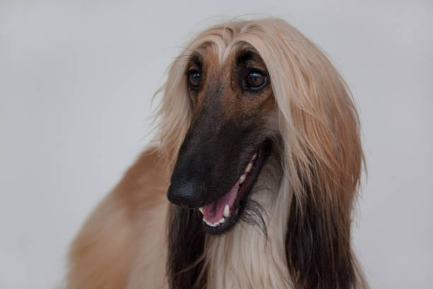 istock Cute afghan hound isolated on gray background. Eastern greyhound or persian greyhound. 970223970